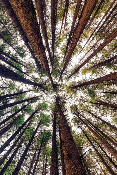 Majestuoso dosel sobre los bosques de Belgrado