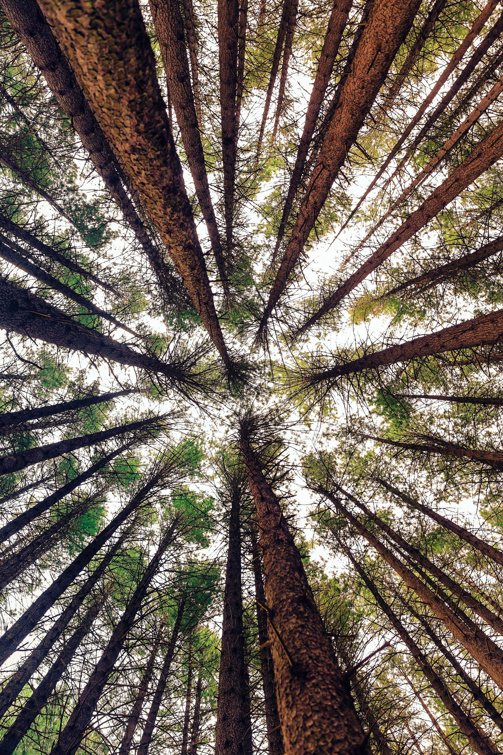 Descargar fondo de pantalla abej, beograd, cielo, bosques