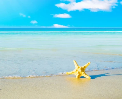 Praia de areia dourada com uma estrela do mar sob um céu azul claro