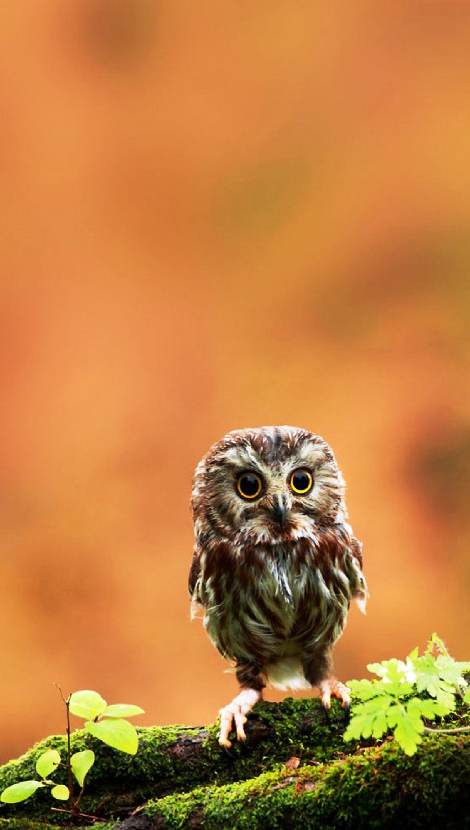 Un petit hibou est assis sur une branche couverte de mousse (drôle, chouette)