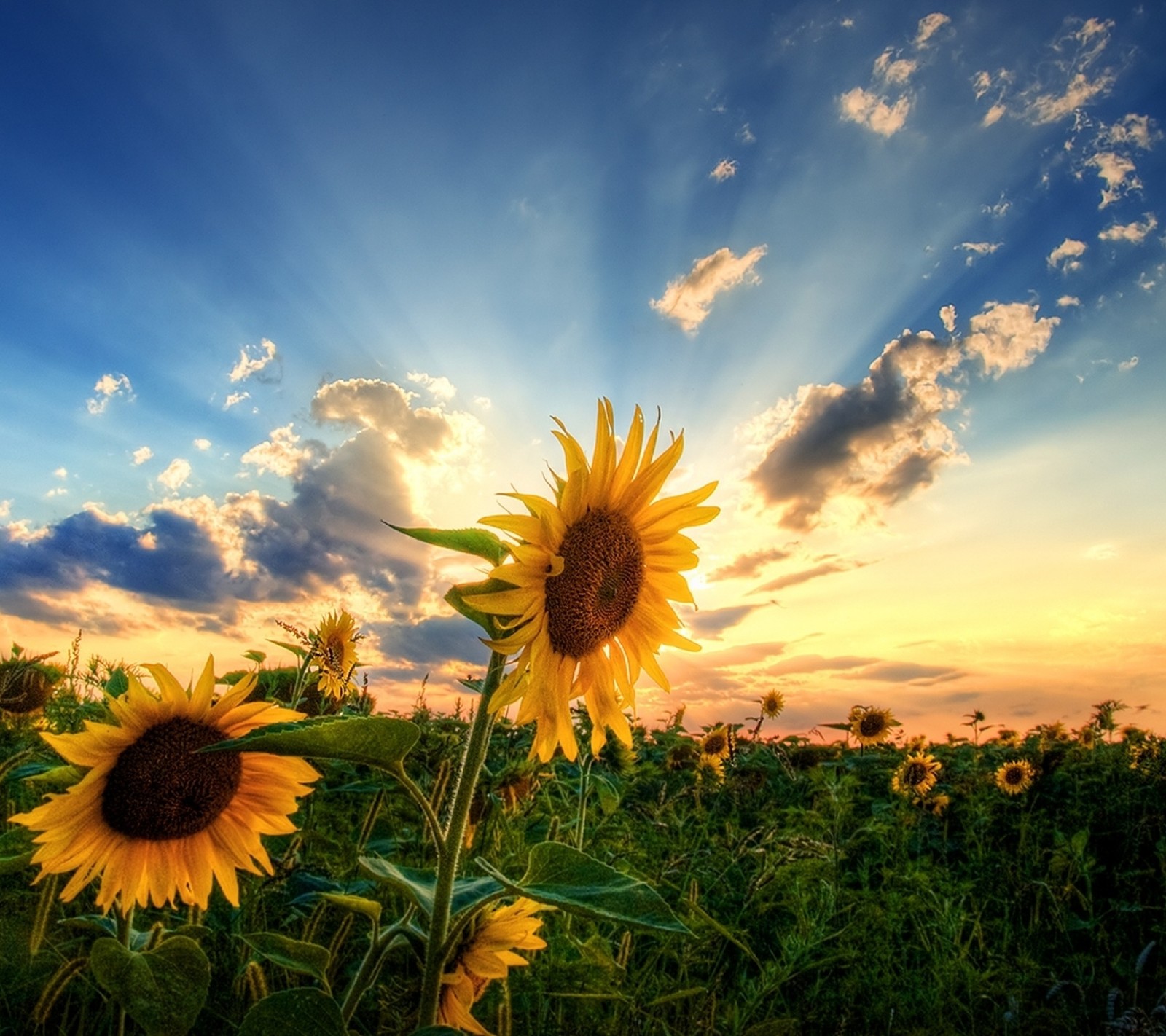 Téléchargez le fond d'écran paysage, nature, tournesols