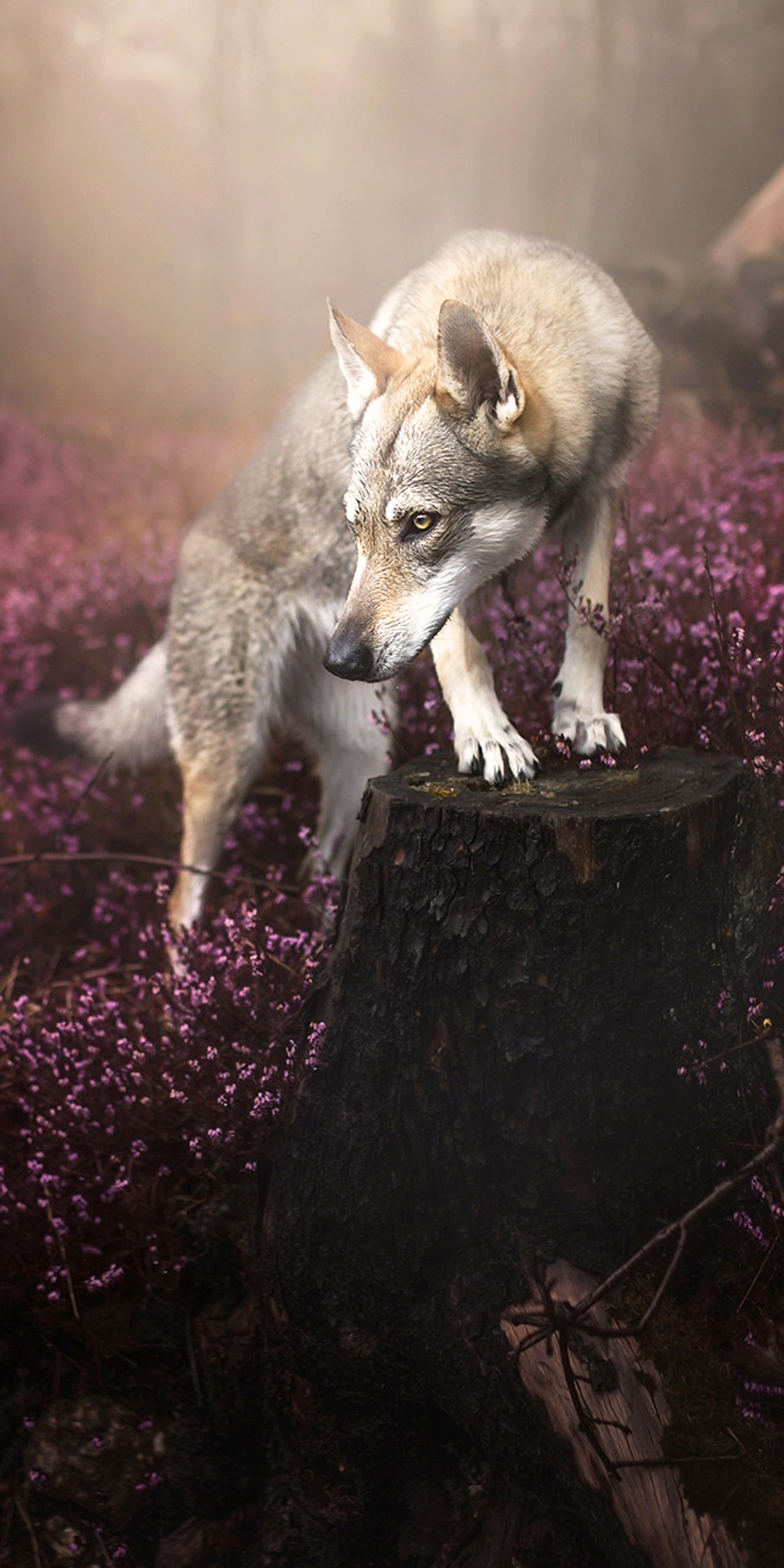 Hay un lobo de pie sobre una trona en un campo de flores (perro, salvaje, lobo)