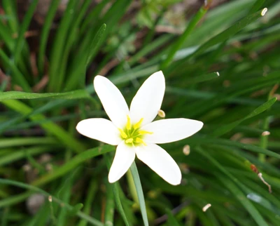 flor, natureza