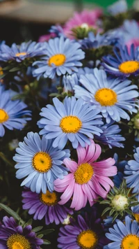 Bouquet vibrante de margaridas em vários tons de azul e rosa