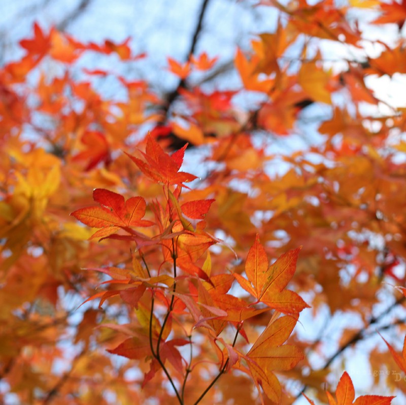 A close up of a tree with red leaves and a blue sky (leaf, nature)