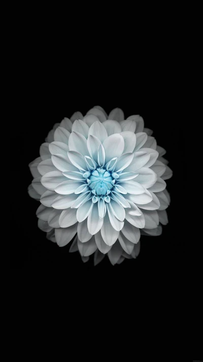 apple, flower, hd, white