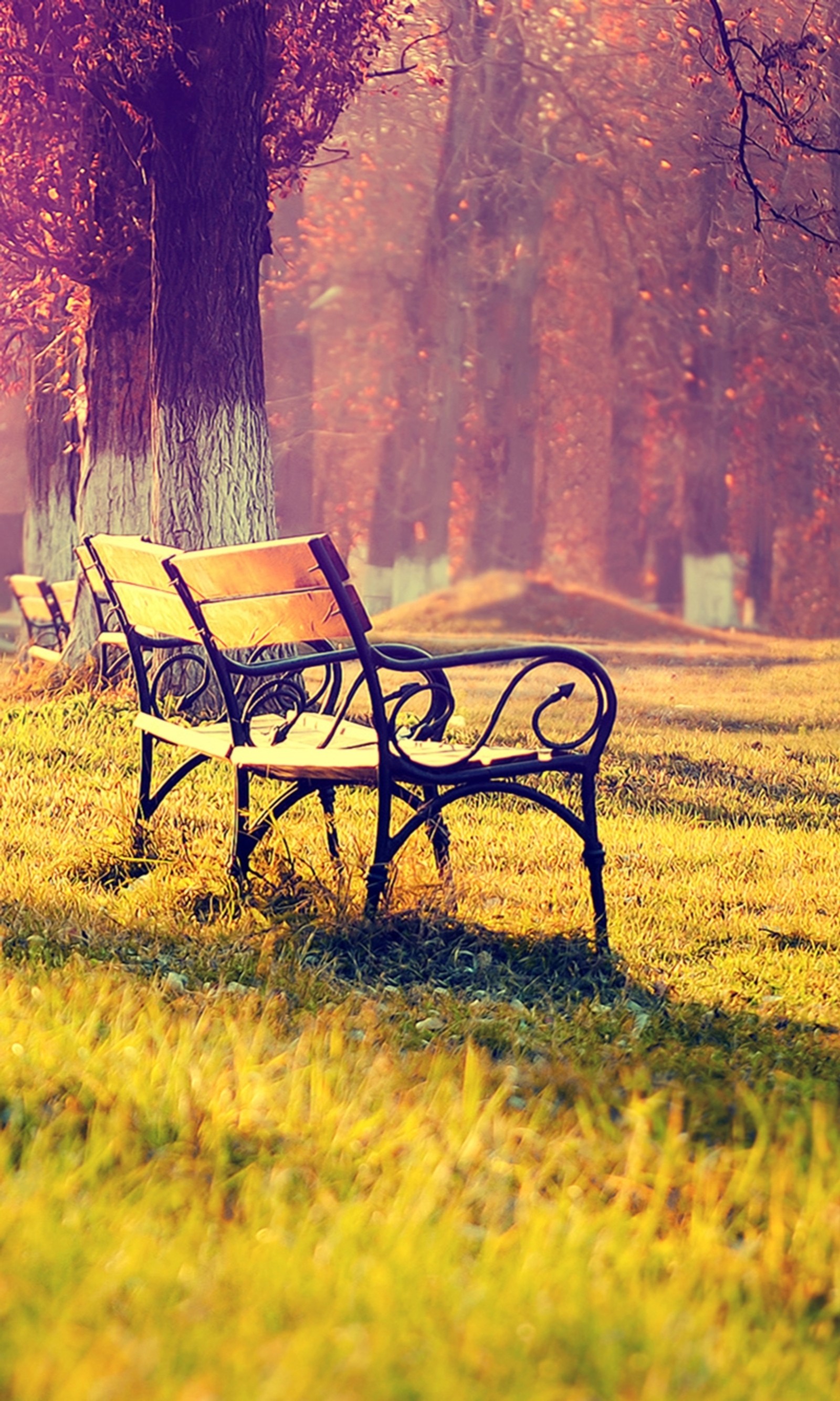 Un banc au milieu d'un champ herbeux (banc, champ, naturel, nature, nouveau)