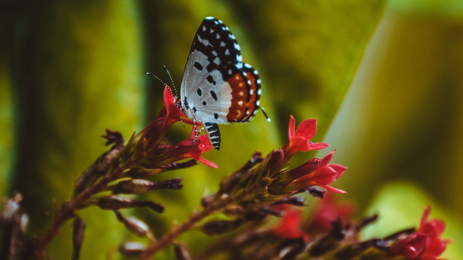 insect, butterfly, moths and butterflies, invertebrate, pollinator wallpaper