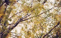 Birch Tree Canopy with Delicate Leaves