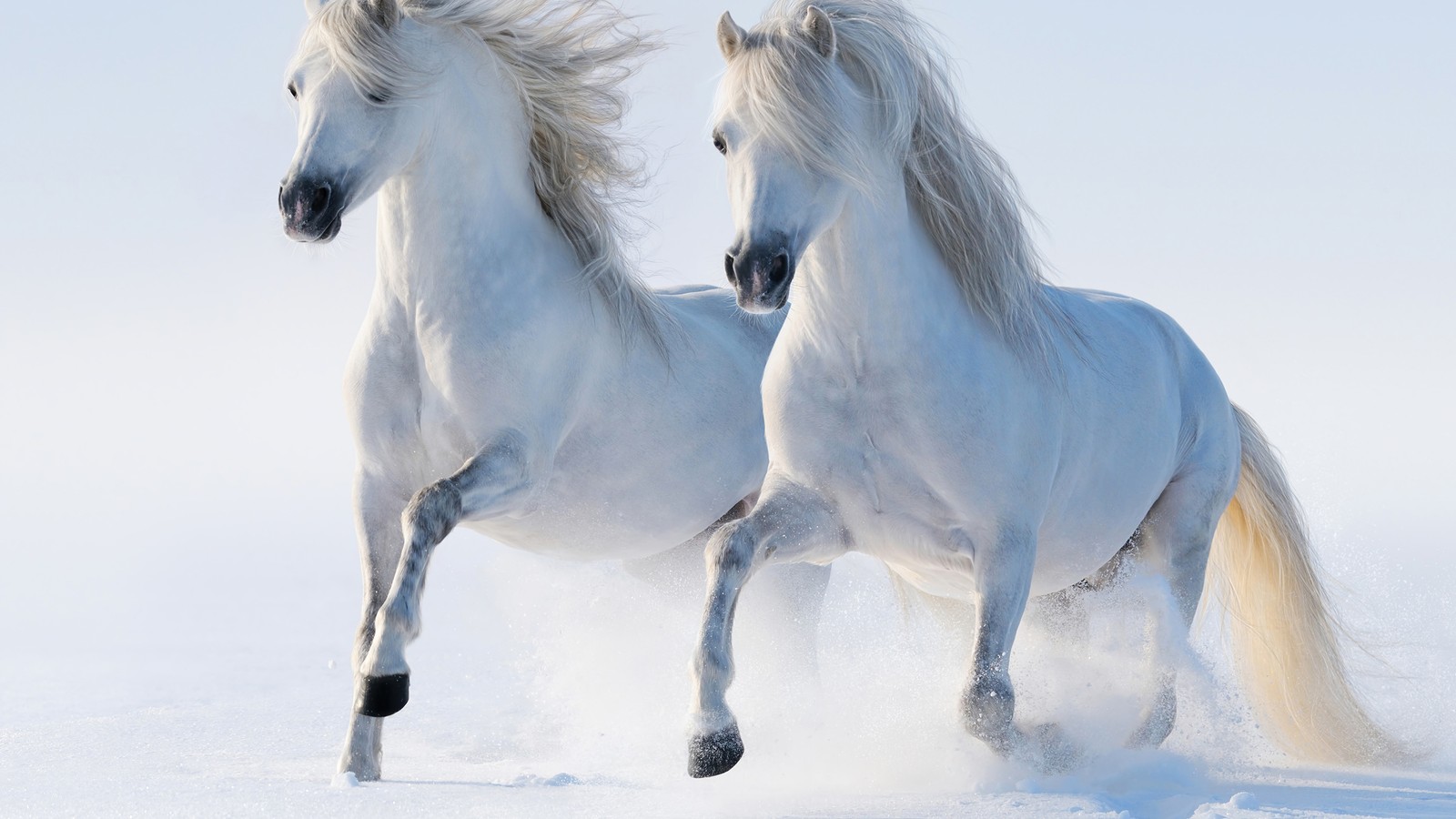 white, horse, snow, animal, animals Download Wallpaper