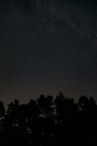 Sternenhimmel über silhouettierten Bäumen