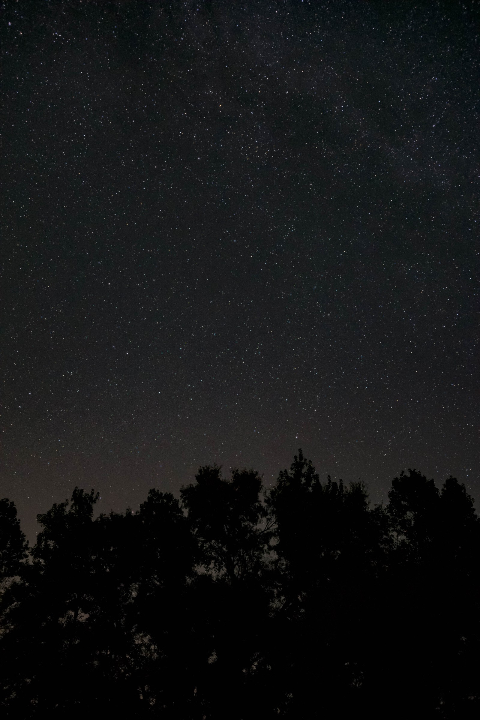 Night sky with stars and trees in the foreground (night, darkness, black, atmosphere, tree)