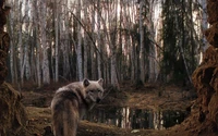 forêt, arbre, faune, boisé, loup