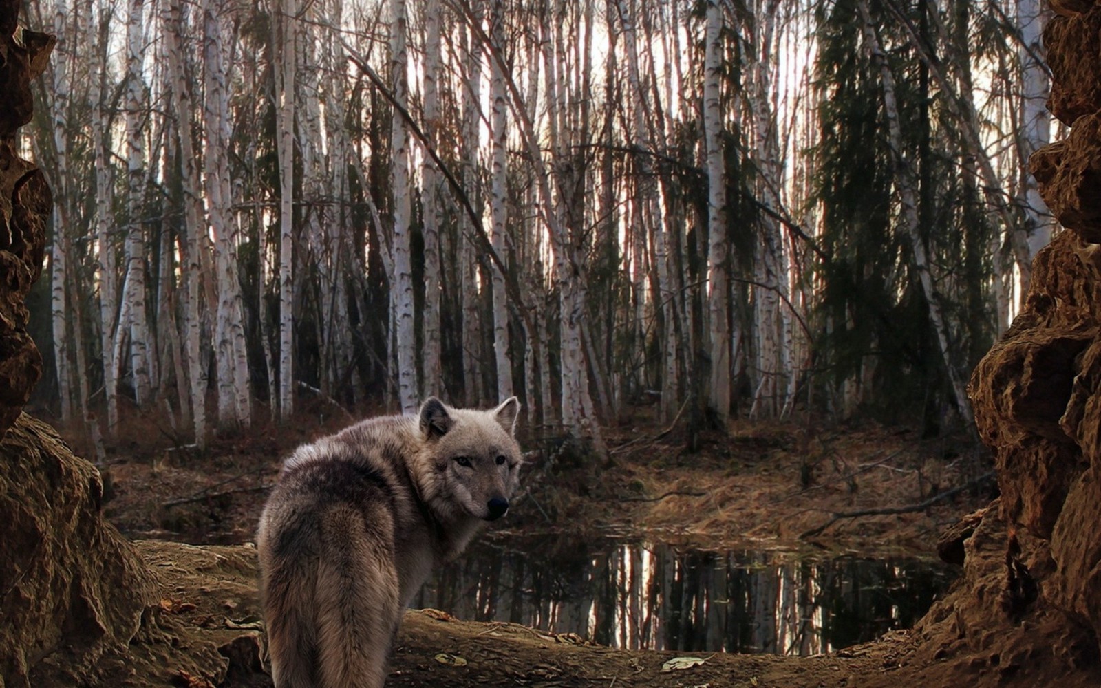 Hay un lobo de pie en el bosque mirando hacia el agua (bosque, árbol, vida silvestre, lobo, bosque viejo)