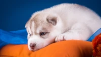 Adorable chiot husky sibérien se reposant sur un coussin coloré.