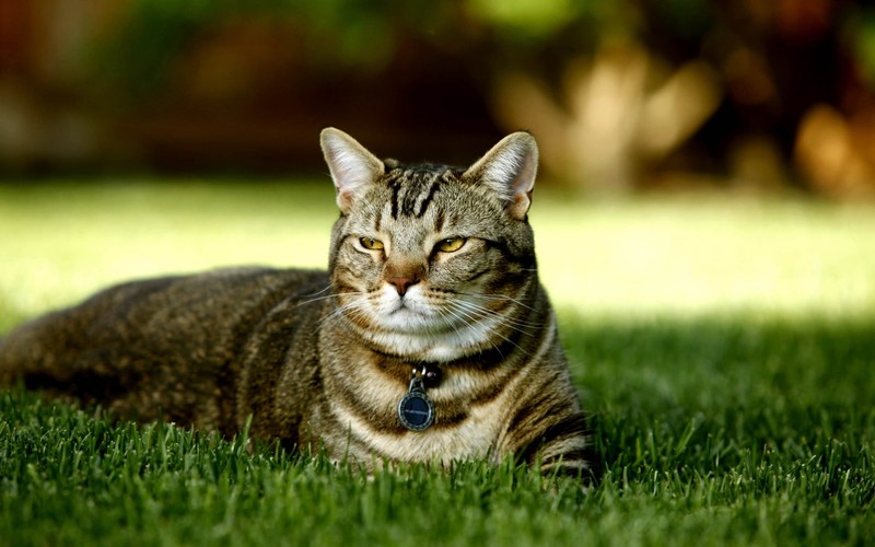 Кот, лежащий на траве с ошейником (кот, полосатый кот, дикая кошка, котёнок, усы)