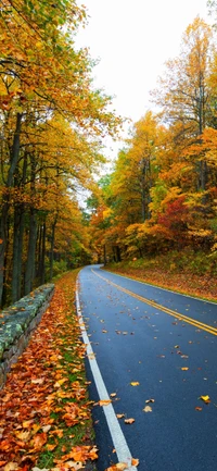 automne, route, plante, feuille, surface de la route