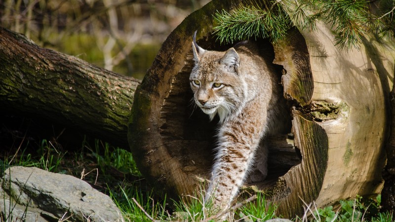 Крупный план кошки, идущей по полости дерева (felidae, евразийская рысь, рысь, большая кошка, наземное животное)