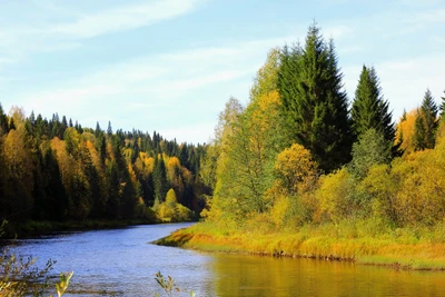 Serenidad Otoñal: Reflexiones sobre un Río Tranquilo en una Selva Exuberante