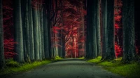 Autumn Forest Road at Sunset