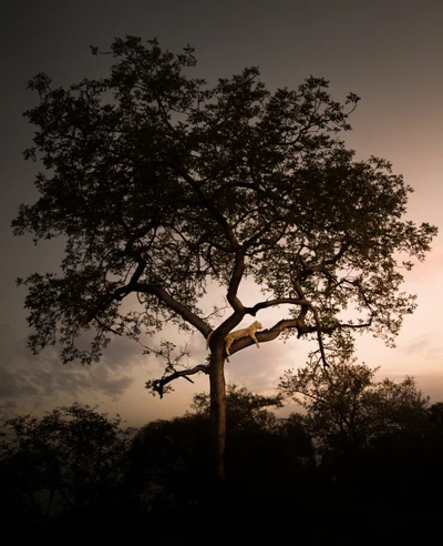 Árbol en silueta contra un cielo crepuscular, mostrando ramas intrincadas y follaje exuberante.