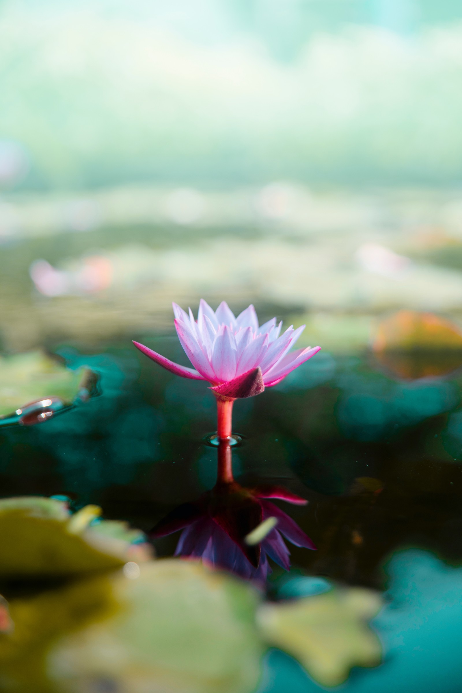 Uma flor rosa que está na água (flor, natureza, lótus sagrado, planta aquática, lótus)