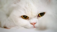 A close-up of a white cat's face, featuring striking golden eyes and prominent whiskers, resting peacefully.