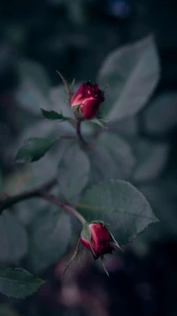 Delicados botones de rosa roja rodeados de exuberantes hojas verdes