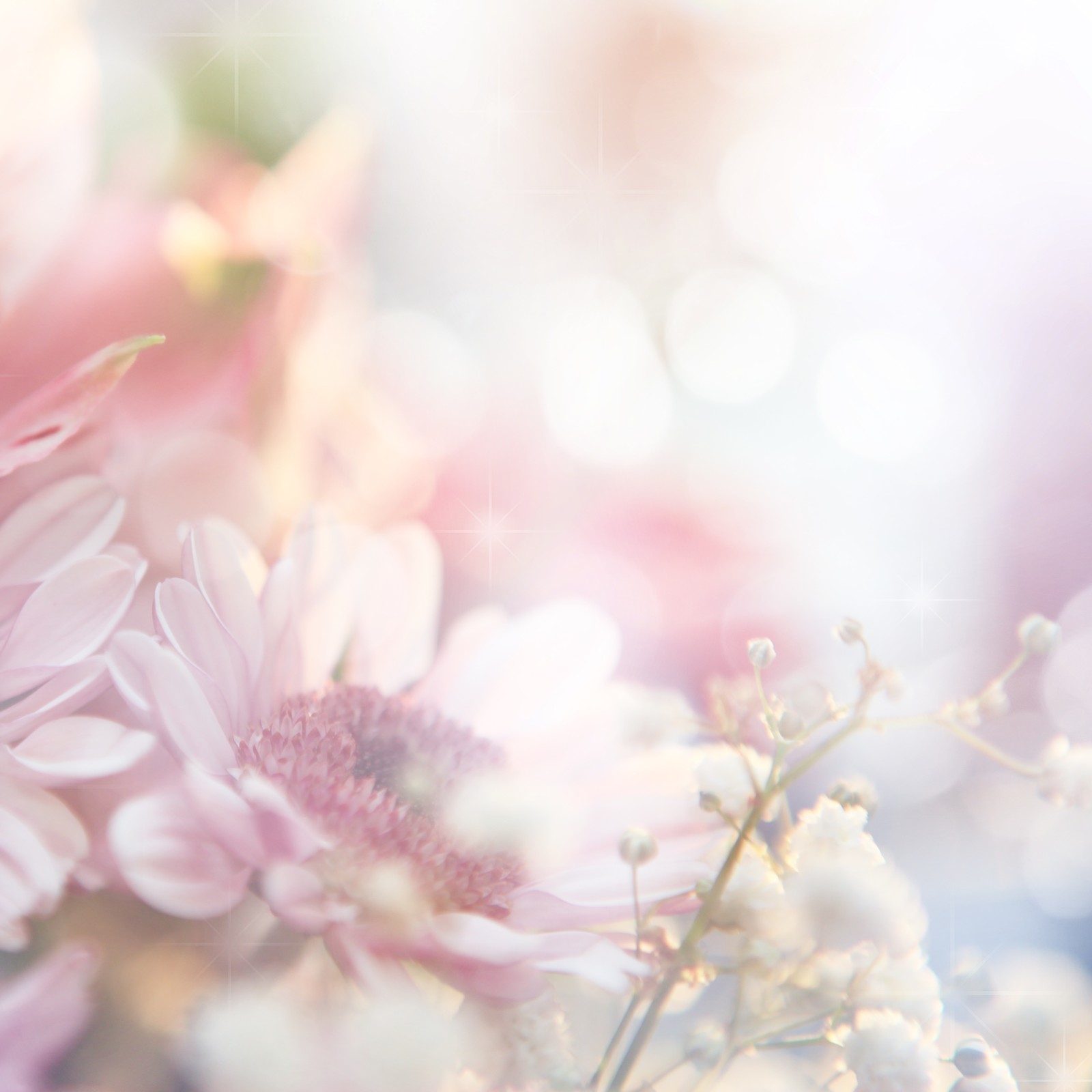 Hay muchas flores rosas en un jarrón con un fondo blanco. (ramo de flores, flor, rosa, flores rosas, primavera)