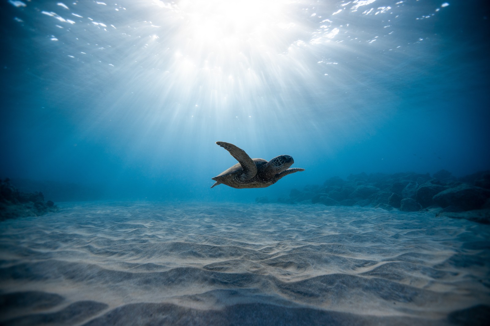 Uma tartaruga nadando no oceano com o sol brilhando através da água (tartaruga, tartaruga marinha, subaquático, água, mar)