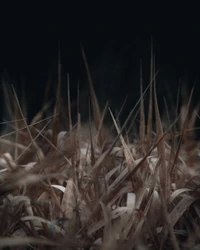 night, grasses, grass, twig, darkness