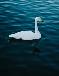 ave, cisne, agua, ave acuática, blanco