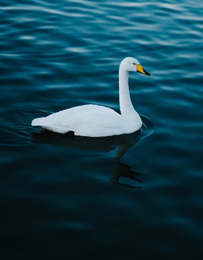 птица, лебедь, вода, водоплавающая птица, белый