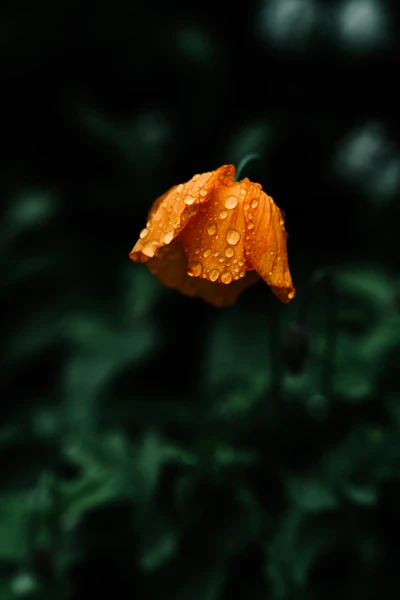 Primer plano de una flor naranja besada por el rocío en medio de un exuberante verdor