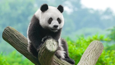 Panda adorável descansando em um galho em uma vegetação exuberante