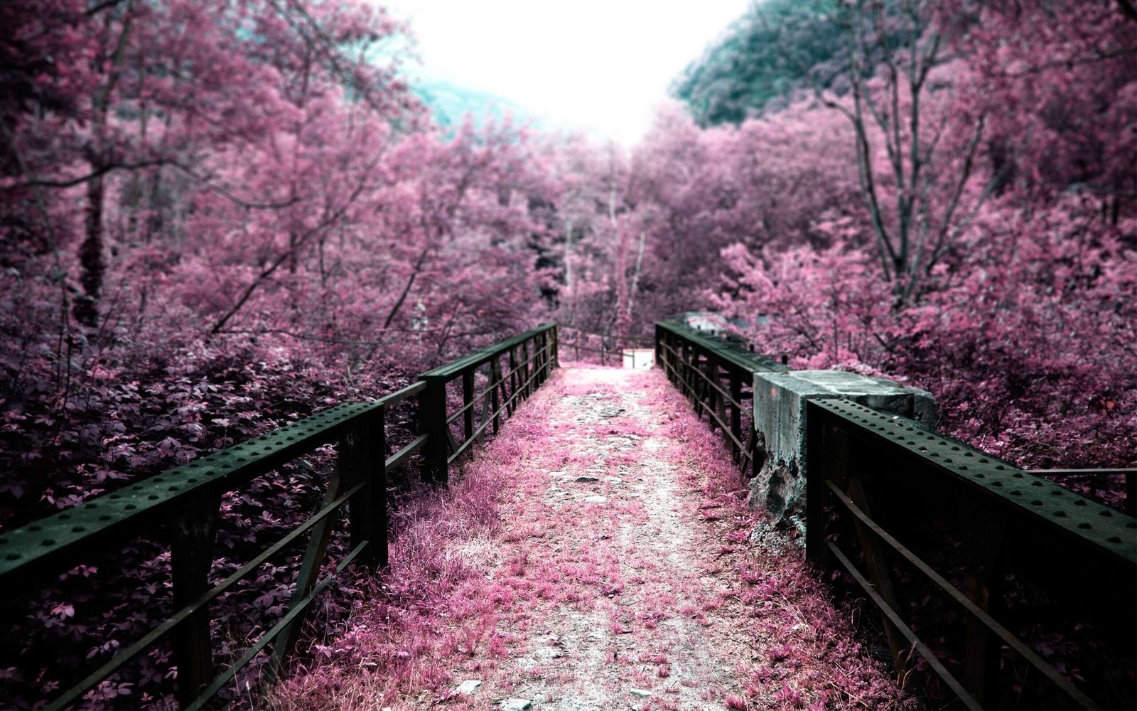 Un pont en arc au milieu d'une forêt rose avec des arbres (fleur de cerisier, floraison, nature, arbre, printemps)