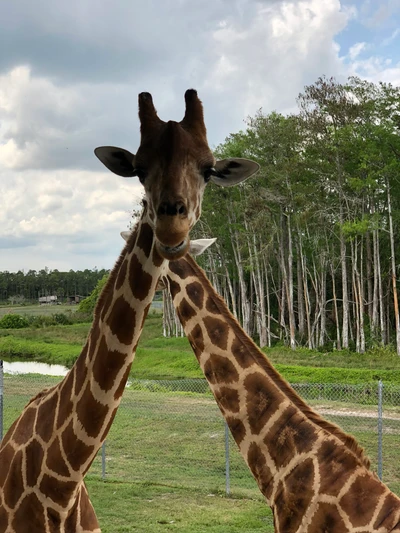 Girafes dans un habitat naturel sous un ciel nuageux