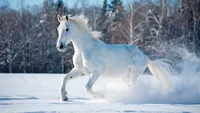 white, horse, running, snow field, nature