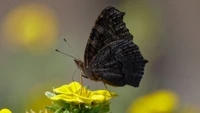 Polinizador borboleta em flor amarela vibrante