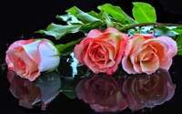 Elegant Pink Roses Reflecting Joy and Beauty