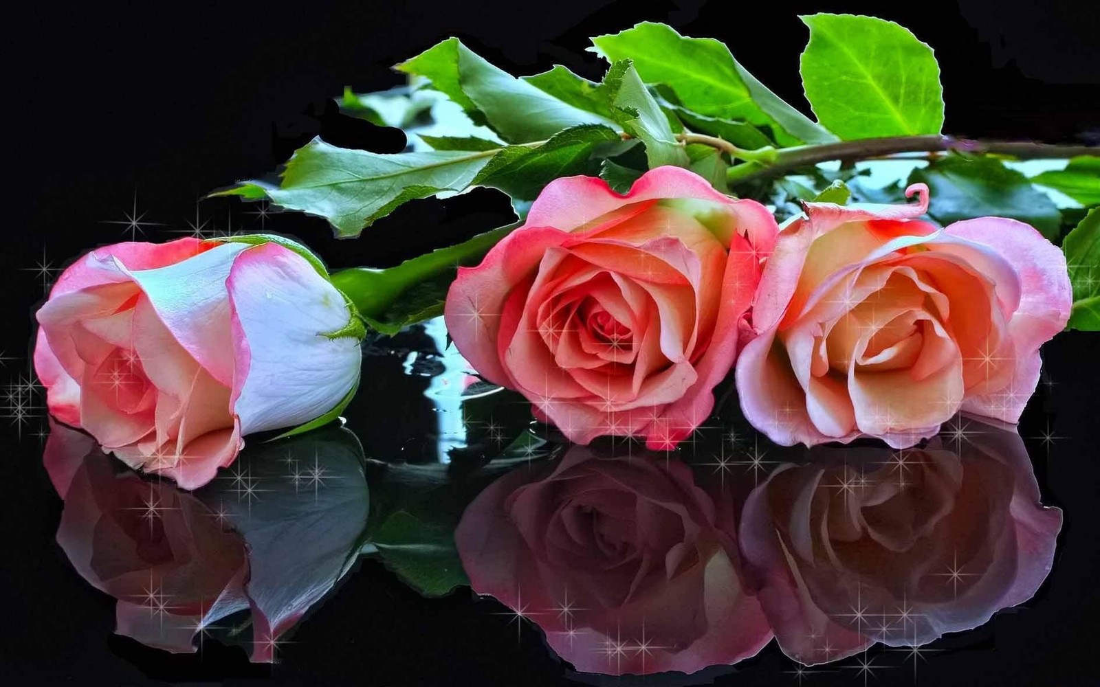 Trois roses roses sont sur une surface noire avec des étoiles (rose, plante à fleurs, roses de jardin, plante, famille des rosacées)