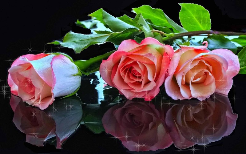 Três rosas cor-de-rosa estão sobre uma superfície preta com estrelas (rosa, planta com flores, rosas de jardim, planta, família das rosas)