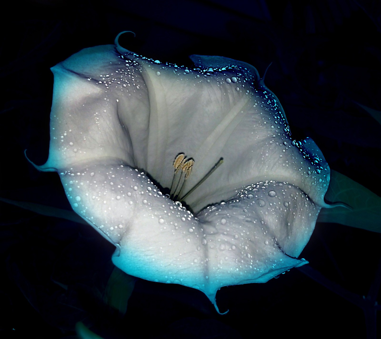 Uma imagem tratada de uma flor com gotas d'água nela no escuro (flor, gotas de chuva)