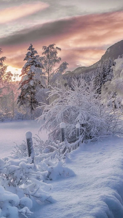 Serene Winterlandschaft zwischen schneebedeckten Bäumen und einem bunten Sonnenuntergang