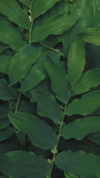 flower, green, hd, leaves, nature