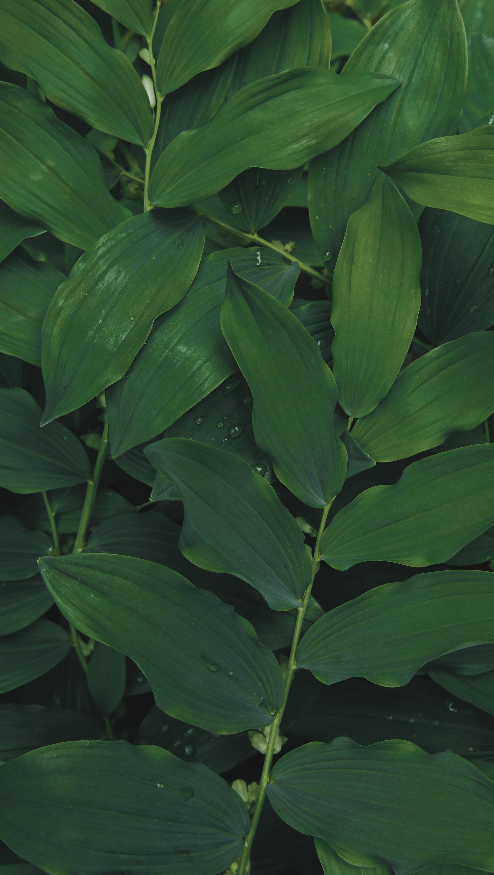 There is a close up of a plant with green leaves (flower, green, hd, leaves, nature)