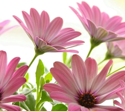 nuvens, flor, hd, paisagem, natureza