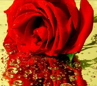 drops, red, rose