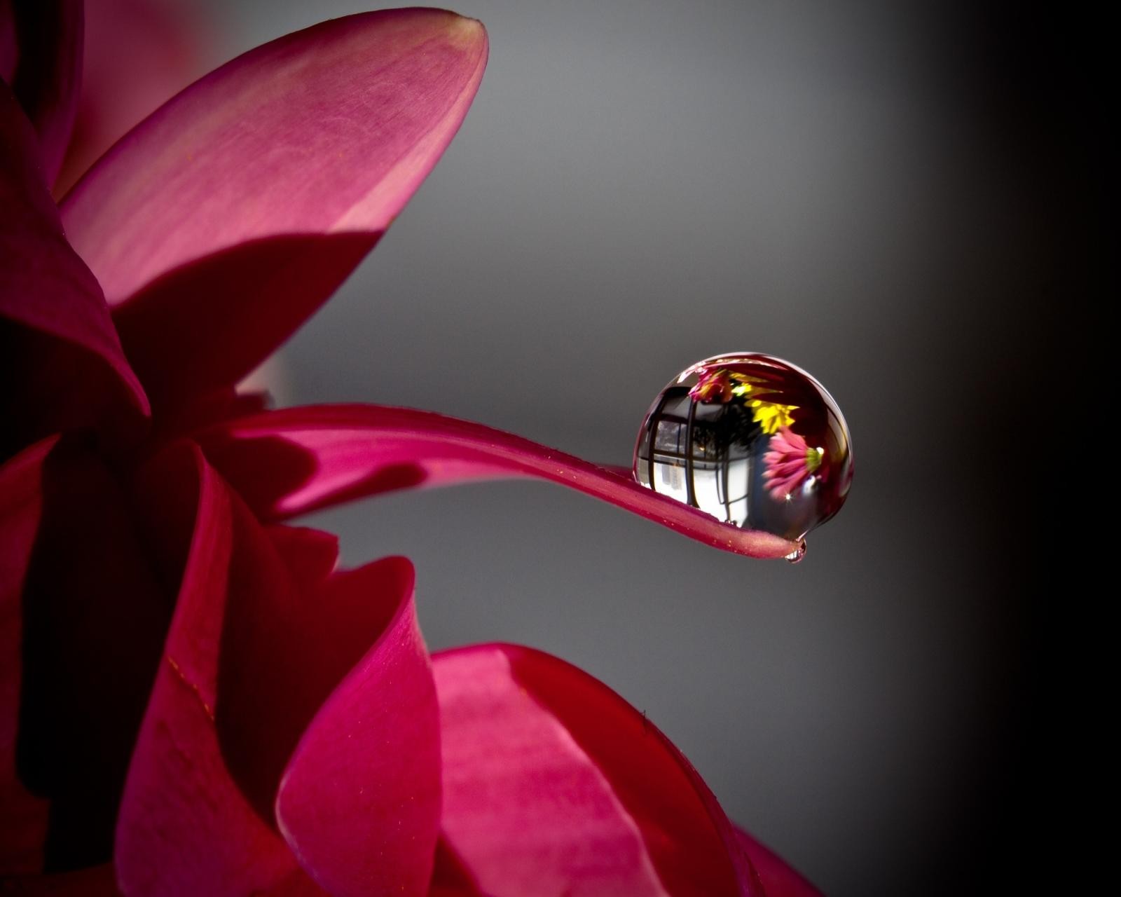 dew, drop, flower wallpaper