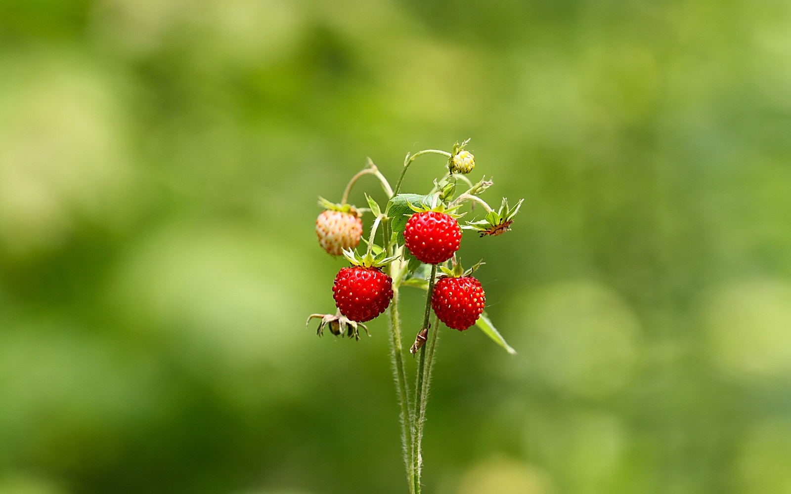 There are three strawberries that are on a stem in the grass (strawberry, berry, fruit, leaves, tree)